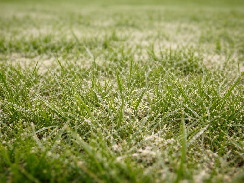 Close-up van gras met lichtgele kalkdeeltjes en tijdelijke verkleuring direct na het strooien